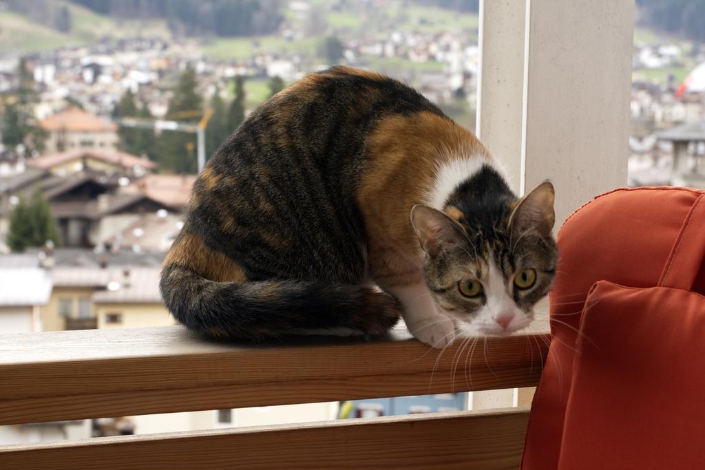 Minavill La Casa Sulle Dolomiti Panzió Fiera di Primiero Kültér fotó